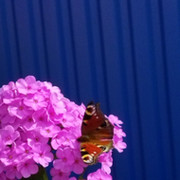 Flora Flora on My World.