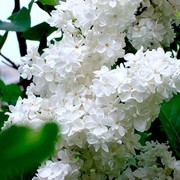 Валентина Григорьева on My World.