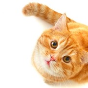 Кот, кот и ещё раз КОТ группа в Моем Мире.