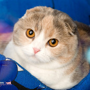 Scottish fold! Клуб любителей и профессиональных заводчиков.  группа в Моем Мире.