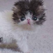 ПозитиФФФФ ...)))))))))!!!!!!!!!!! группа в Моем Мире.