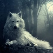 Джох Кучимов on My World.