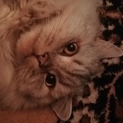 Шико 瓦迪姆捷列先科 on My World.