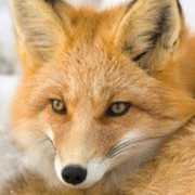 Fox Fox on My World.