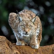 Елена Неналивайко on My World.