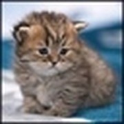 Ольга Короткова on My World.