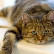 Костя Чернышов on My World.