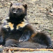 Евгений Положенцев on My World.
