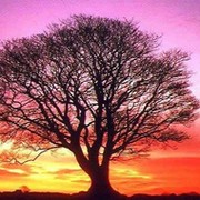 RAMIL HUSEYNOV on My World.